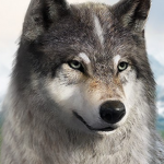 Wolf Game: The Wild Kingdom Apk indir