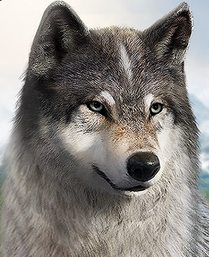 Wolf Game: The Wild Kingdom Apk indir